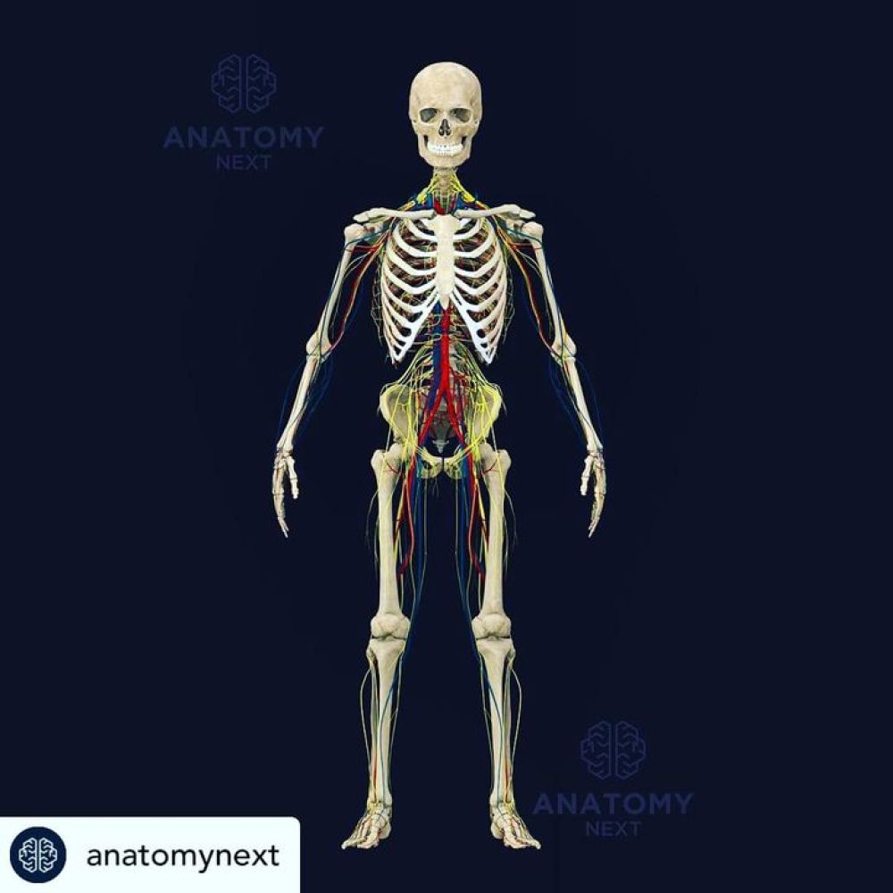 Great image of the circulatory system and peripheral nervous system from www.ana&#8230;